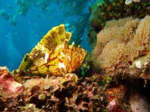 protect coral reefs