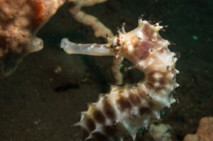 White-Seahorse