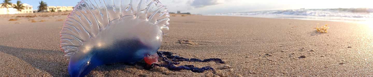 Portuguese Man of War - diving