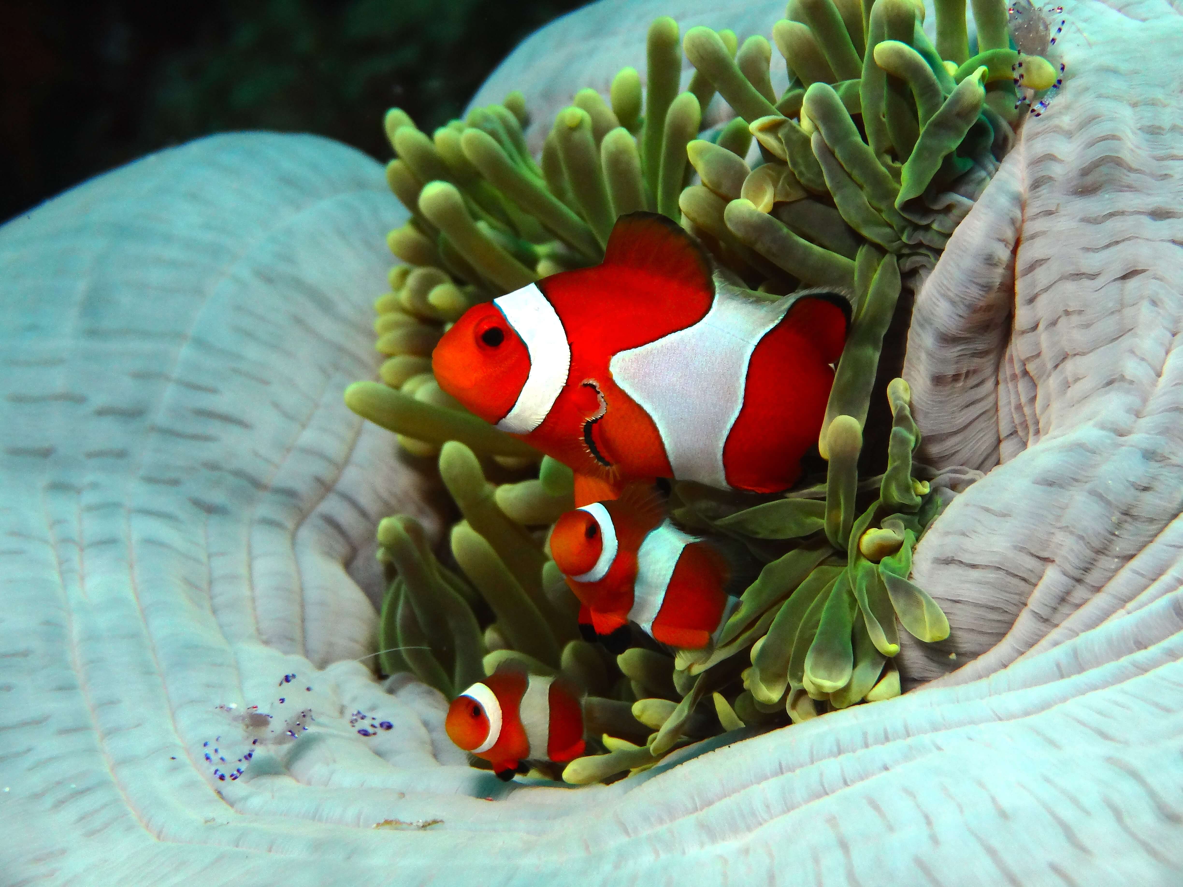 Taking Anemone Fish’s Photograph - Abyss Ocean World