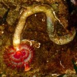 tube worm