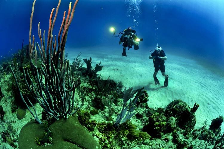 marine habitats