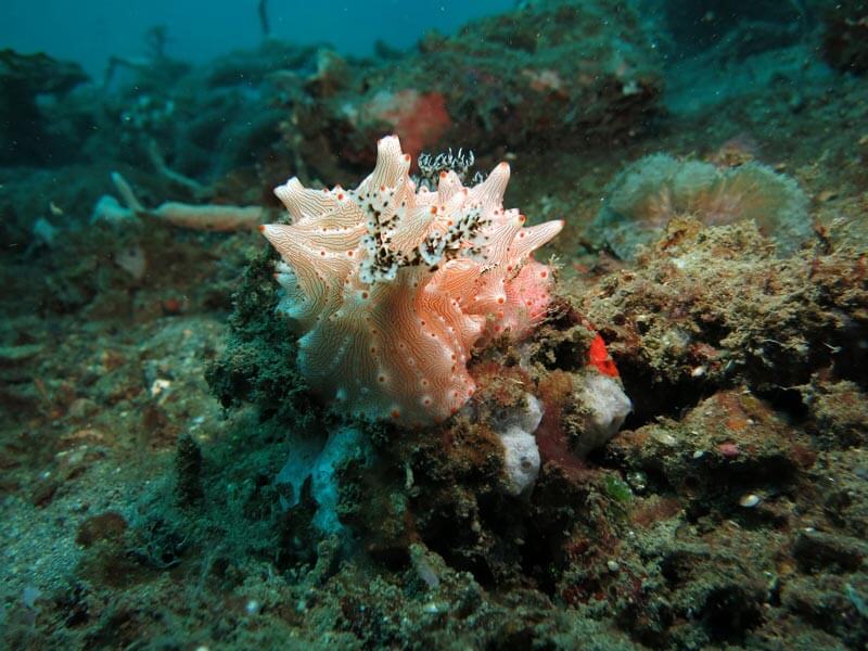 Nudibranchs - Pemuteran Bali