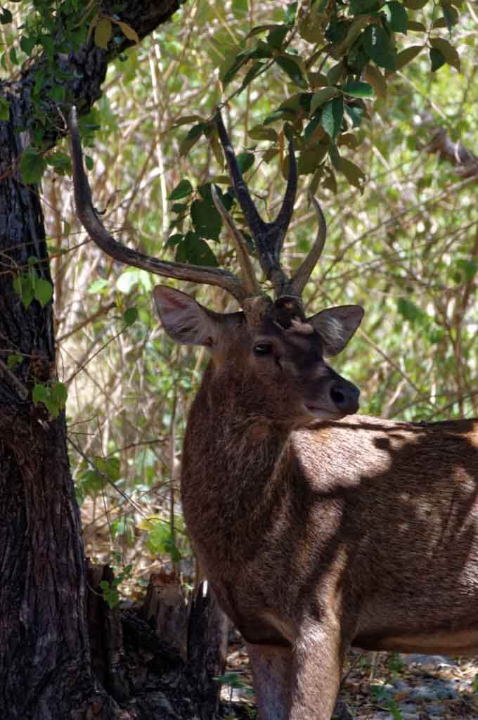 deer menjangan - West Bali National Park