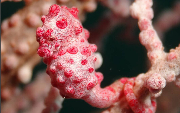 worlds smallest seahorse