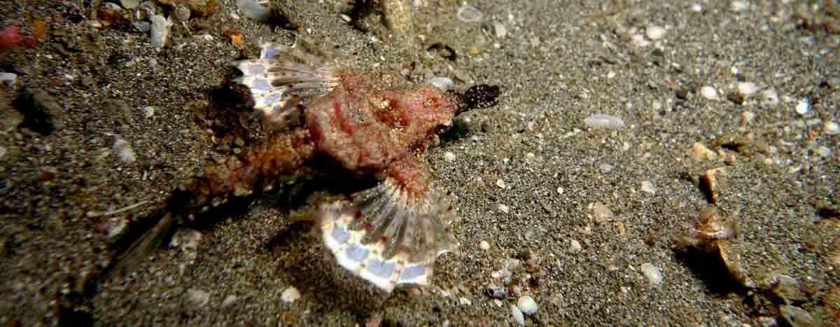 Dragonet Fish - Abyss Ocean World - muck dives