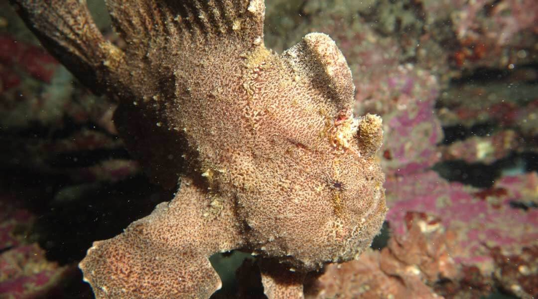  leaf-fish-Muck-Dive-at-Padang-Bay-divesite