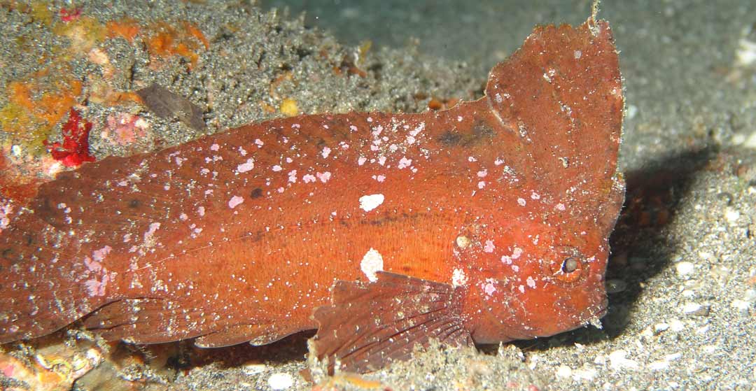  leaf-fish-Muck-Dive-at-Padang-Bay-divesite muck dives