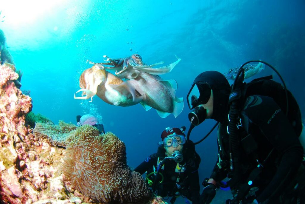 padi course - diving in pemuteran