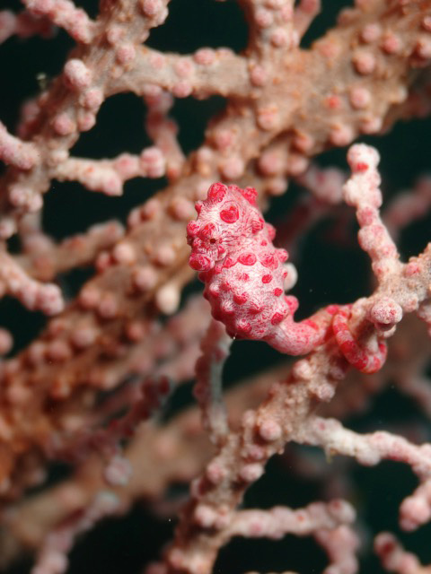 Amed pygmy seahorse