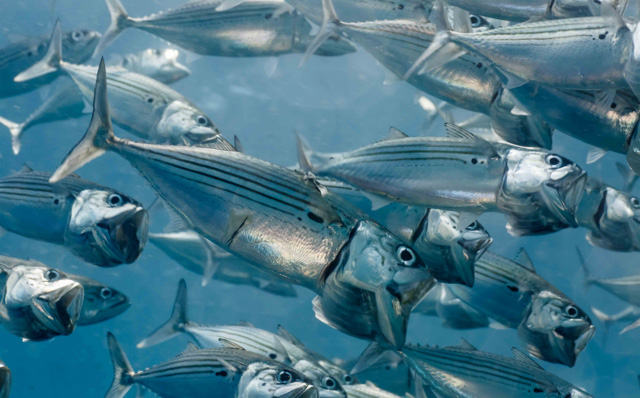 Mackerel scuba diving in bali