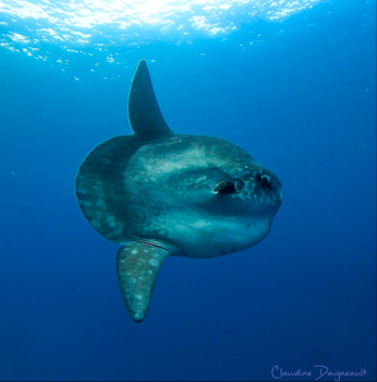 Top 5 fun facts about Mola Mola / Ocean Sunfish | Abyss Ocean World