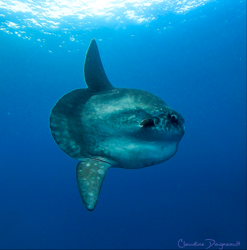 Top 5 fun facts about Mola Mola / Ocean Sunfish - Abyss Ocean World