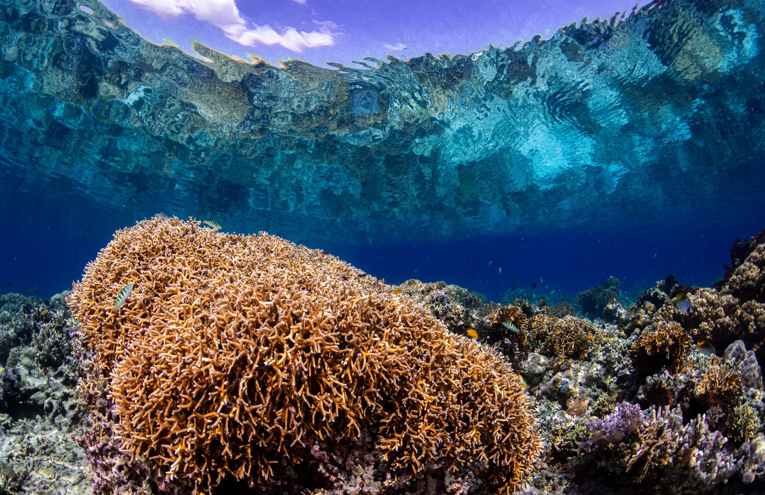 Healthy coral reef view from under with crystal water letting us see the topography outside of the water.