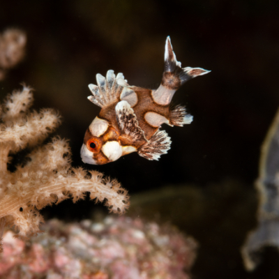 Diving Pemuteran | Menjangan Island