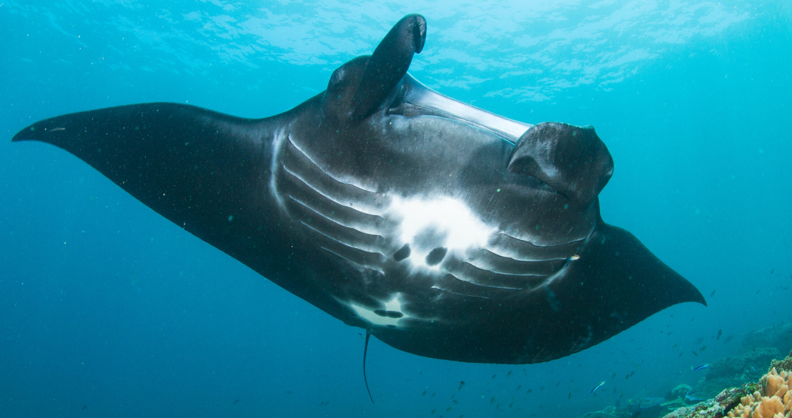 Manta Point - Komodo National Park - dive site