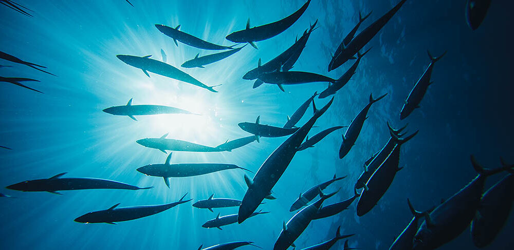 Crystal Rock - Komodo Dive site