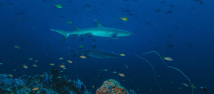 Castle Rock - Komodo dive site