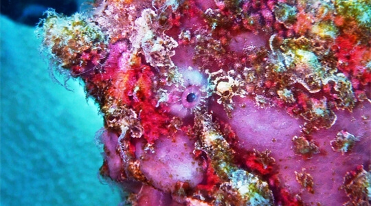 frogfish pink